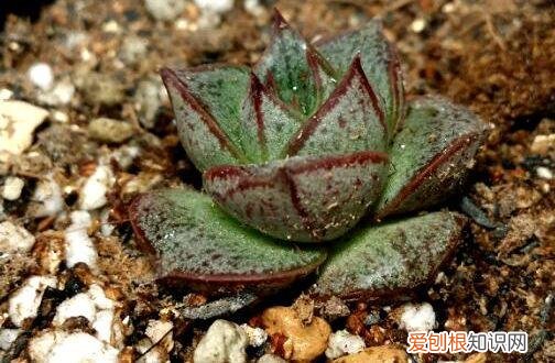 各类多肉的养护大全，最受欢迎的50种多肉，超全养护大合集，新手再也不发愁！