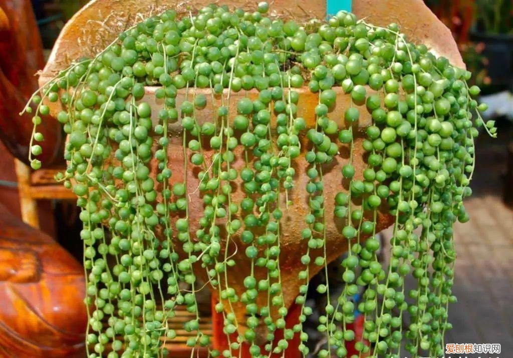 各类多肉的养护大全，最受欢迎的50种多肉，超全养护大合集，新手再也不发愁！