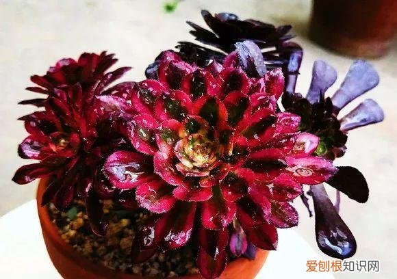 各类多肉的养护大全，最受欢迎的50种多肉，超全养护大合集，新手再也不发愁！