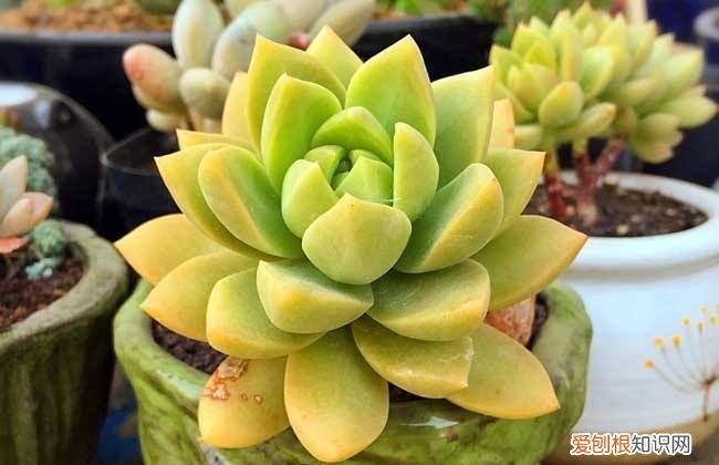 各类多肉的养护大全，最受欢迎的50种多肉，超全养护大合集，新手再也不发愁！
