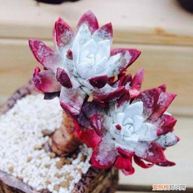 各类多肉的养护大全，最受欢迎的50种多肉，超全养护大合集，新手再也不发愁！
