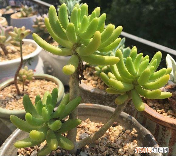 各类多肉的养护大全，最受欢迎的50种多肉，超全养护大合集，新手再也不发愁！