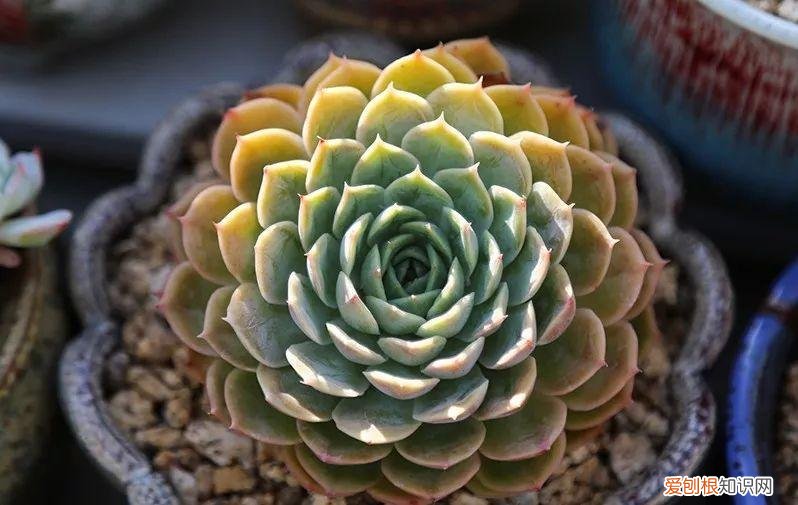 让多肉爆盆的三个小秘密，多肉10大黄金法则，1秒学会，啥肉都能养爆盆！