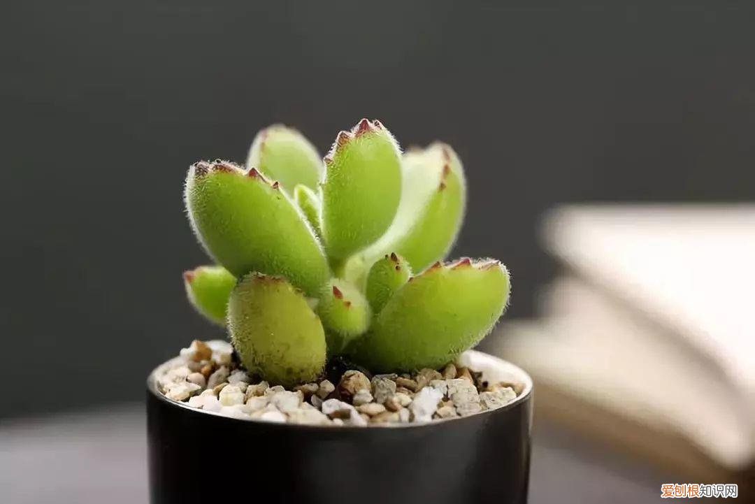 让多肉爆盆的三个小秘密，多肉10大黄金法则，1秒学会，啥肉都能养爆盆！