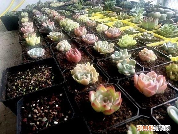 让多肉爆盆的三个小秘密，多肉10大黄金法则，1秒学会，啥肉都能养爆盆！