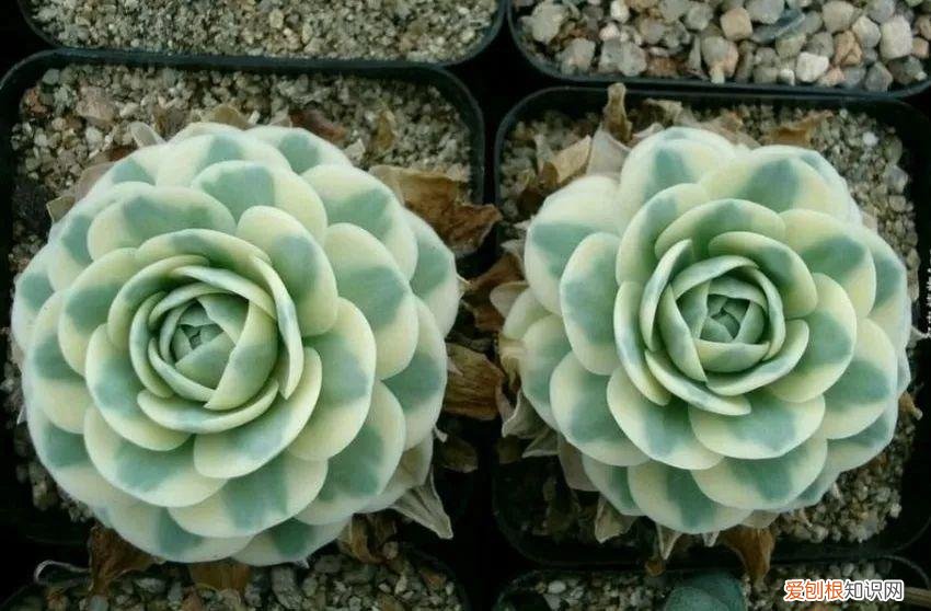 让多肉爆盆的三个小秘密，多肉10大黄金法则，1秒学会，啥肉都能养爆盆！