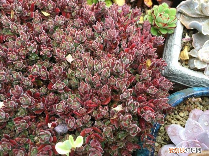 让多肉爆盆的三个小秘密，多肉10大黄金法则，1秒学会，啥肉都能养爆盆！