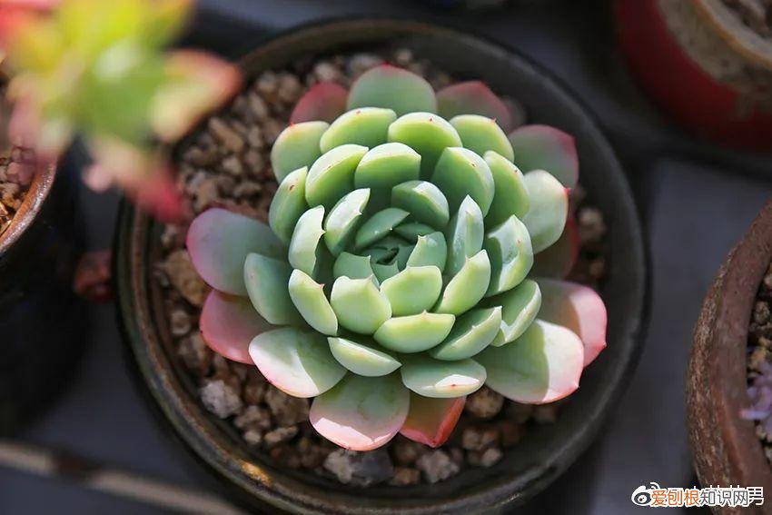 让多肉爆盆的三个小秘密，多肉10大黄金法则，1秒学会，啥肉都能养爆盆！