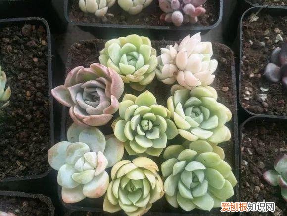 让多肉爆盆的三个小秘密，多肉10大黄金法则，1秒学会，啥肉都能养爆盆！