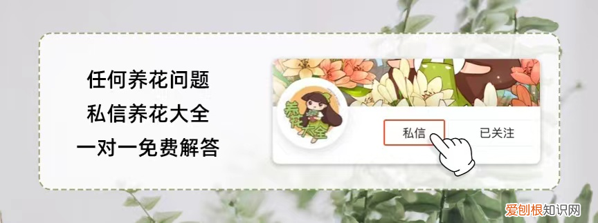 多肉植物招财吗?，“招财”的多肉养在家，记住4个养护要点，杆壮叶肥长得快