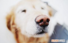 拉布拉多多大开始养比较好 拉布拉多从多大开始养