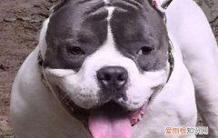 博美犬爱叫怎么训练，看完你就知道了！，博美犬爱叫怎么训练,看完你就知道了吗