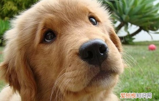 博美犬爱叫怎么办?,博美犬爱叫怎么训练,博美犬怎么训练不乱叫
