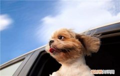 博美犬爱咬人怎么办，试试这些办法，博美狗狗咬人怎么训