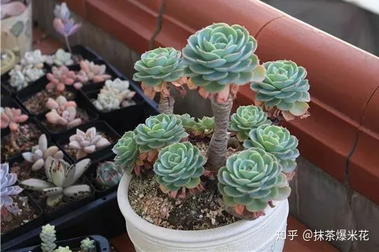 15 种植多肉植物的土壤配比，【养花必看】园艺小知识——多肉植物配土