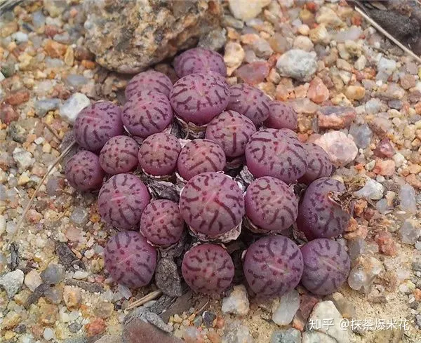 15 种植多肉植物的土壤配比，【养花必看】园艺小知识——多肉植物配土
