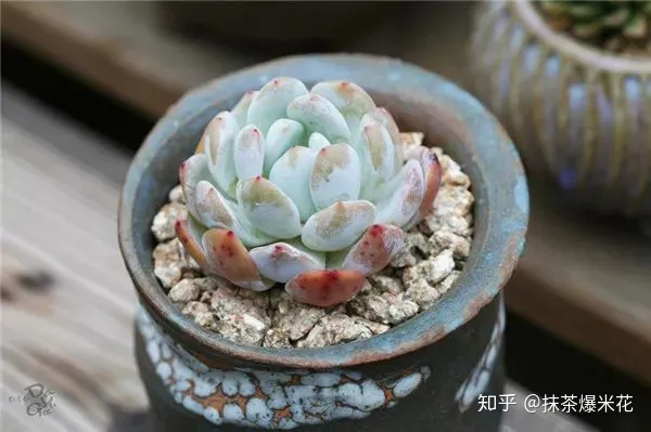 15 种植多肉植物的土壤配比，【养花必看】园艺小知识——多肉植物配土