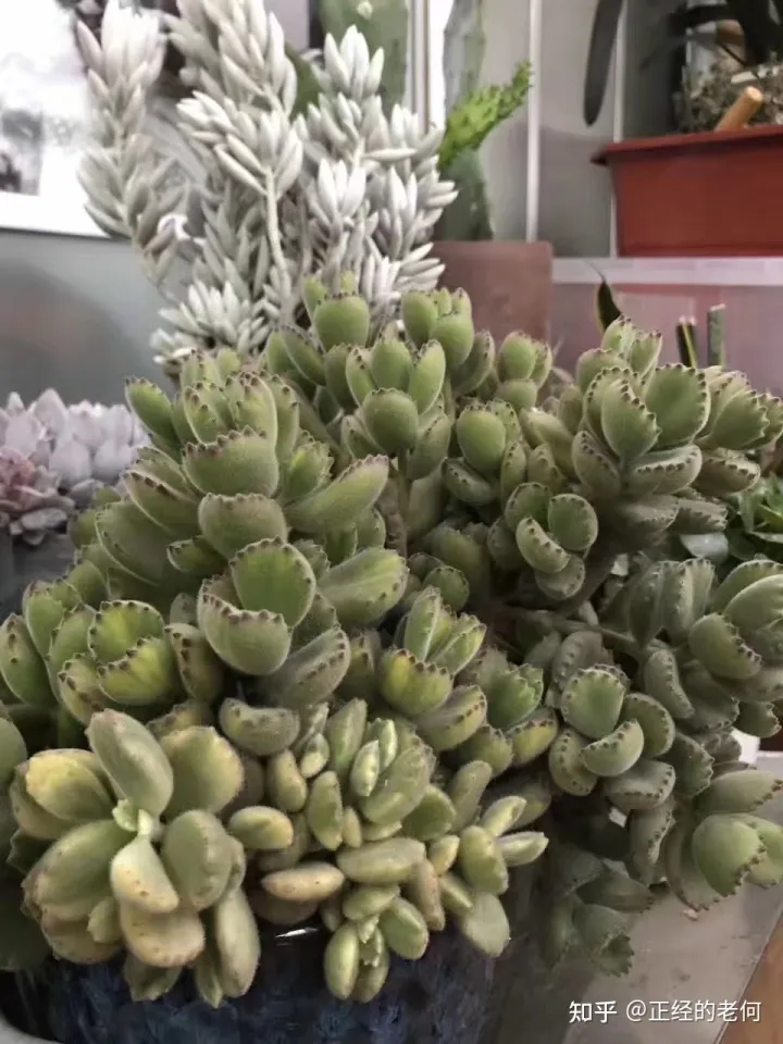 多肉花怎么栽，【养花笔记】多肉植物