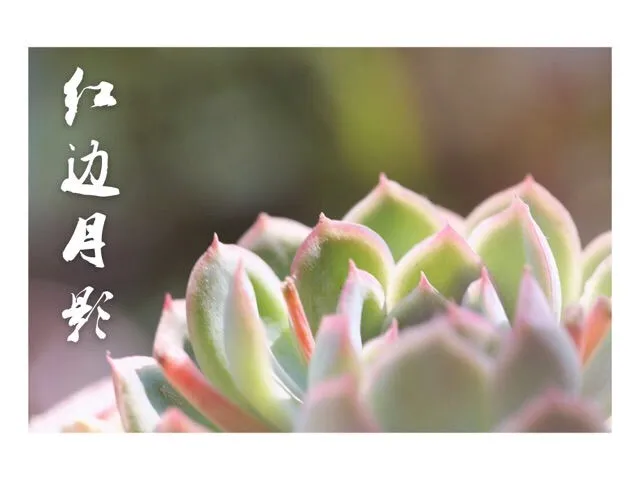 多肉养护小知识，多肉养护知识小tip1——上盆