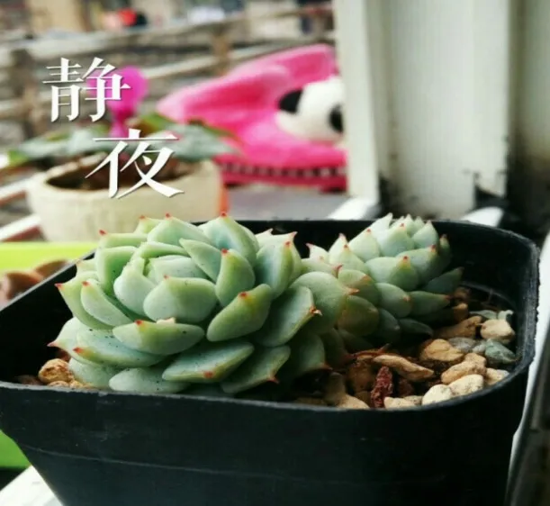 多肉养护小知识，多肉养护知识小tip1——上盆