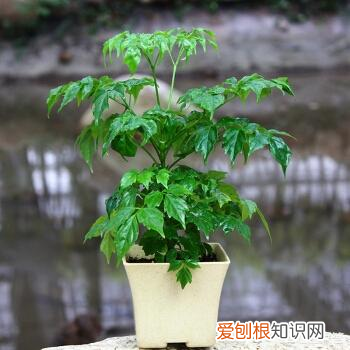 幸福树开花养护要点，想要养好幸福树，用对这几招！开满幸福花，花香清新淡雅