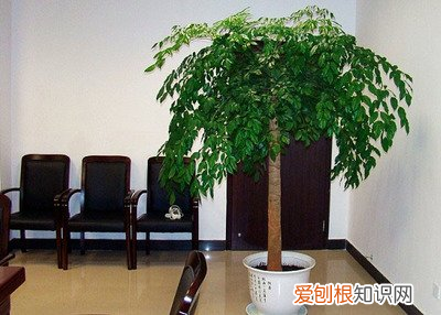 幸福树开花养护要点，想要养好幸福树，用对这几招！开满幸福花，花香清新淡雅
