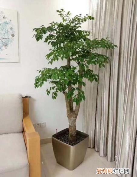 幸福树开花养护要点，想要养好幸福树，用对这几招！开满幸福花，花香清新淡雅
