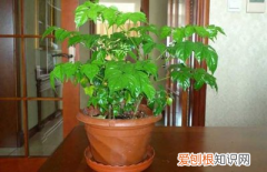 幸福树开花养护要点，想要养好幸福树，用对这几招！开满幸福花，花香清新淡雅