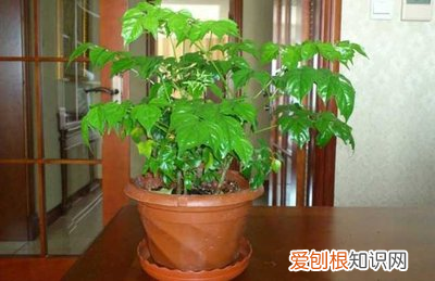 幸福树开花养护要点，想要养好幸福树，用对这几招！开满幸福花，花香清新淡雅