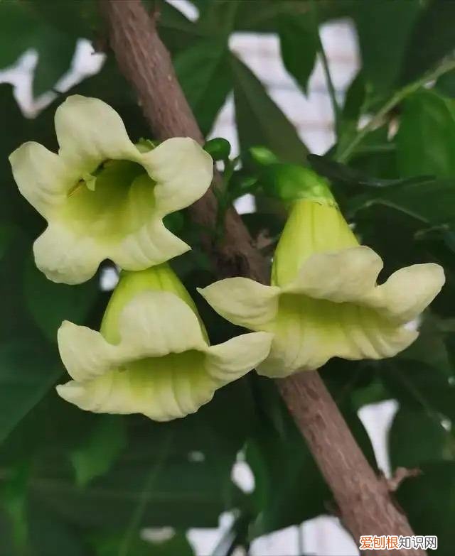 幸福树怎么养才能枝繁叶茂，幸福树怎么养？做好3点，造型优美，枝叶繁茂紧凑，叶片油绿发亮
