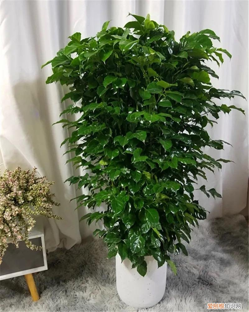 幸福树怎么养才能枝繁叶茂，幸福树怎么养？做好3点，造型优美，枝叶繁茂紧凑，叶片油绿发亮