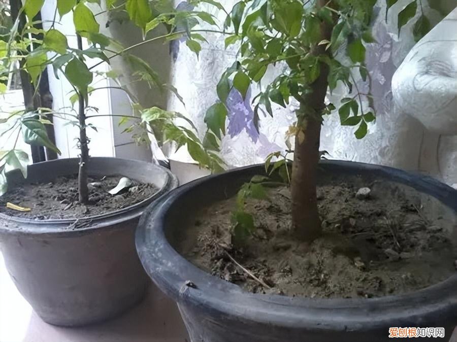 幸福树怎么养才能枝繁叶茂，幸福树怎么养？做好3点，造型优美，枝叶繁茂紧凑，叶片油绿发亮