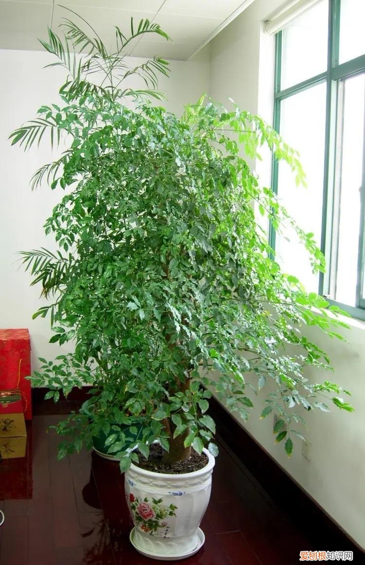 幸福树怎么养才能枝繁叶茂，幸福树怎么养？做好3点，造型优美，枝叶繁茂紧凑，叶片油绿发亮