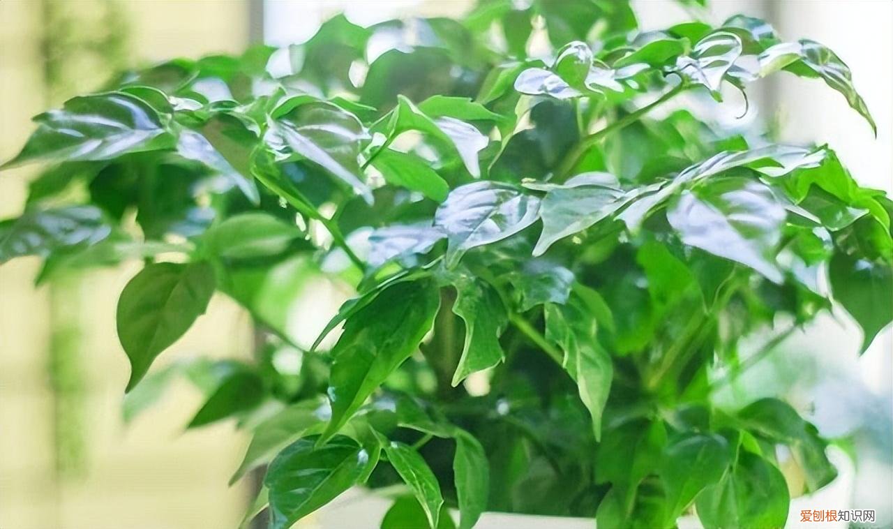 幸福树怎么养才能枝繁叶茂，幸福树怎么养？做好3点，造型优美，枝叶繁茂紧凑，叶片油绿发亮