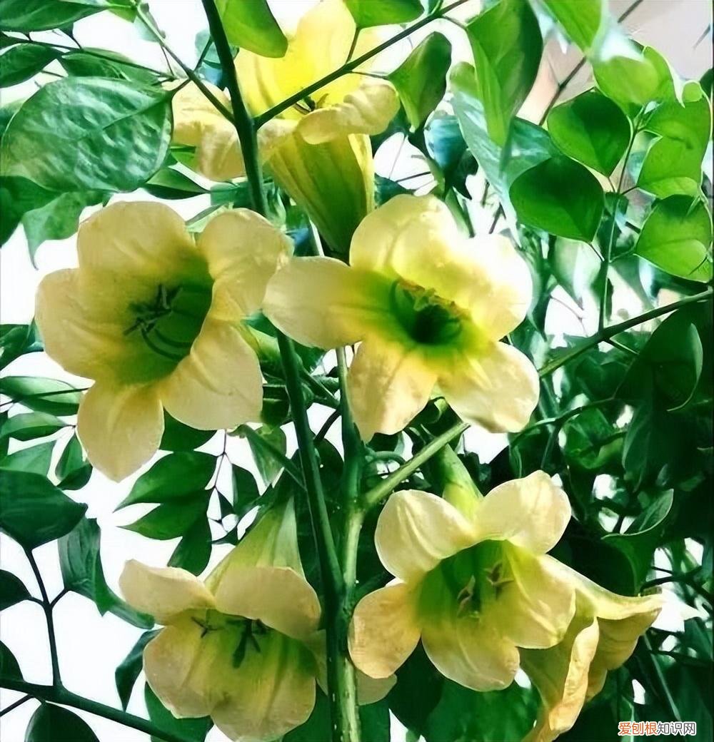 幸福树怎么养才能枝繁叶茂，幸福树怎么养？做好3点，造型优美，枝叶繁茂紧凑，叶片油绿发亮