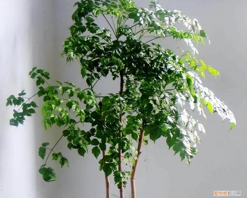 幸福树怎么养才能枝繁叶茂，幸福树怎么养？做好3点，造型优美，枝叶繁茂紧凑，叶片油绿发亮