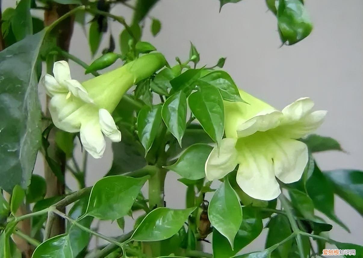 幸福树怎么养才能枝繁叶茂，幸福树怎么养？做好3点，造型优美，枝叶繁茂紧凑，叶片油绿发亮