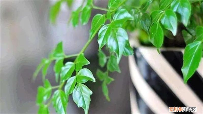 幸福树怎么养才能枝繁叶茂，幸福树怎么养？做好3点，造型优美，枝叶繁茂紧凑，叶片油绿发亮