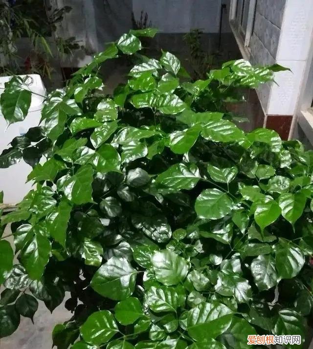 幸福树怎么养才能枝繁叶茂，幸福树怎么养？做好3点，造型优美，枝叶繁茂紧凑，叶片油绿发亮