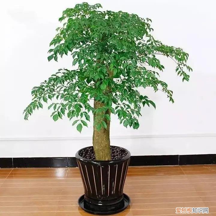 幸福树怎么养才能枝繁叶茂，幸福树怎么养？做好3点，造型优美，枝叶繁茂紧凑，叶片油绿发亮