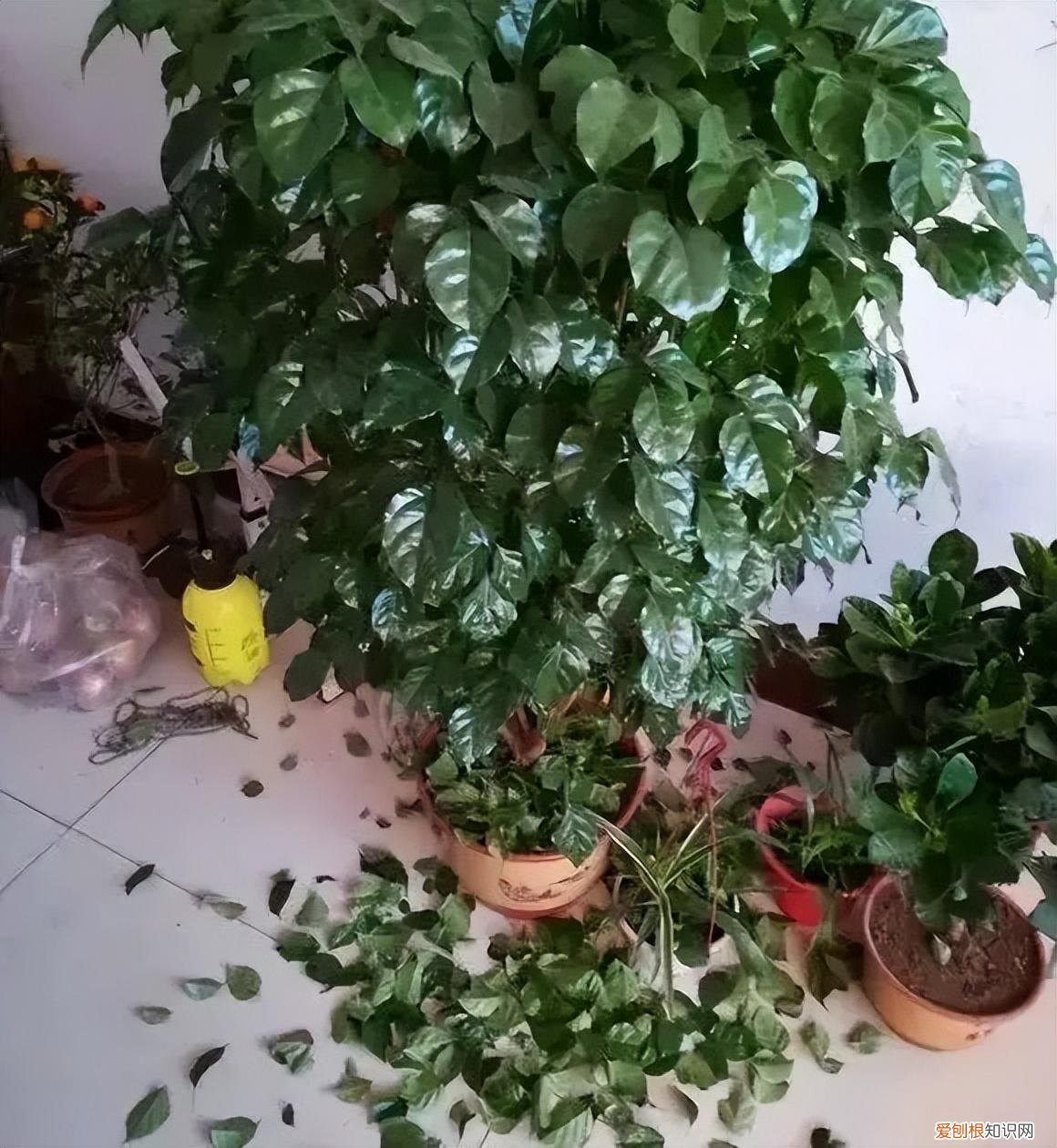幸福树怎么养才能枝繁叶茂，幸福树怎么养？做好3点，造型优美，枝叶繁茂紧凑，叶片油绿发亮