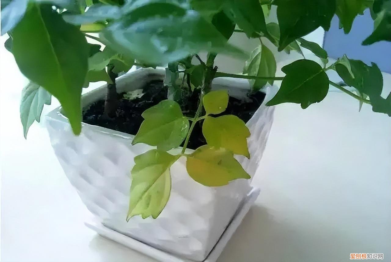 幸福树怎么养才能枝繁叶茂，幸福树怎么养？做好3点，造型优美，枝叶繁茂紧凑，叶片油绿发亮