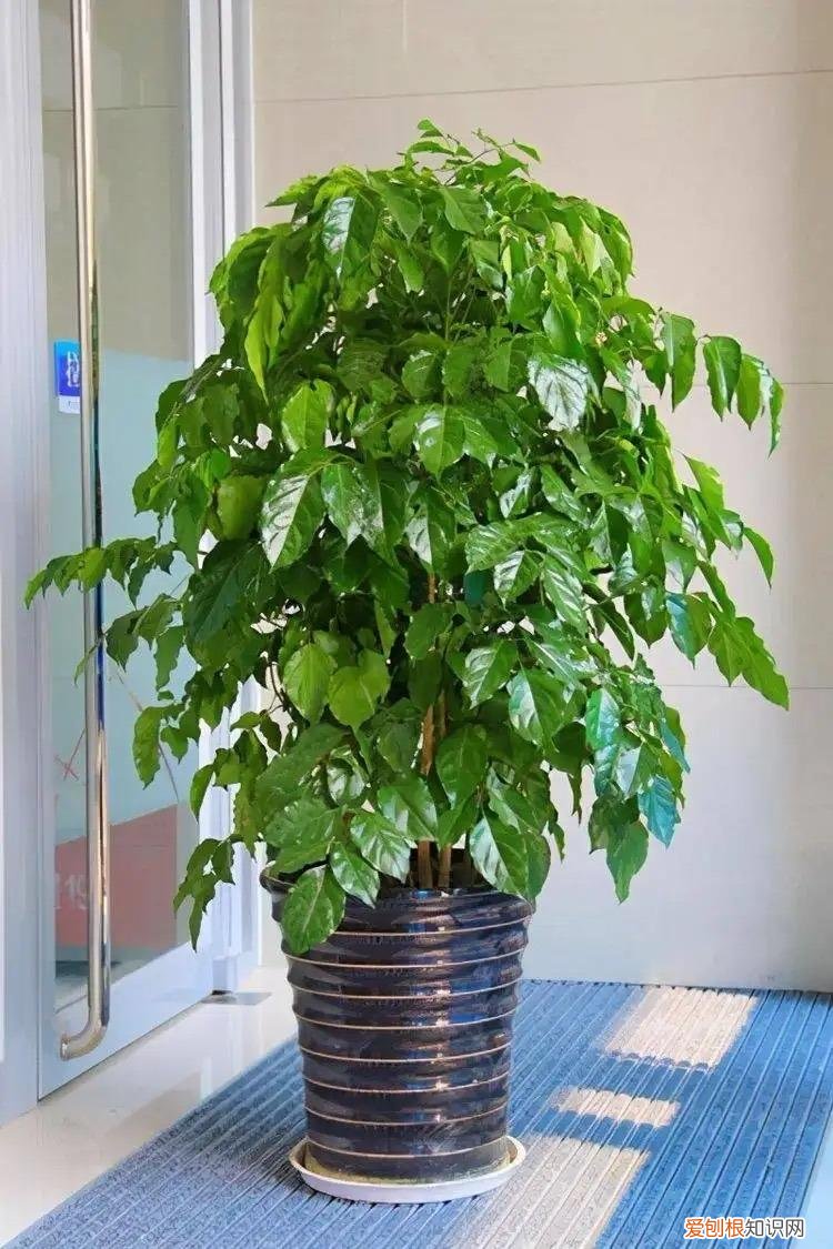 幸福树怎么养才能枝繁叶茂，幸福树怎么养？做好3点，造型优美，枝叶繁茂紧凑，叶片油绿发亮