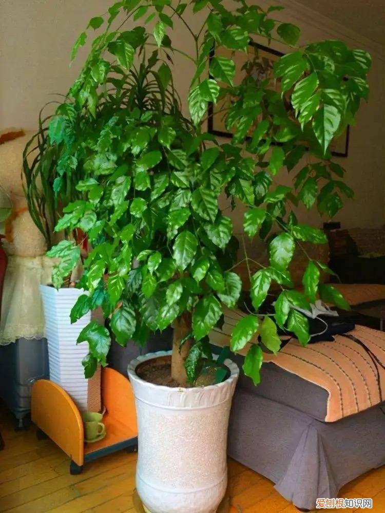 幸福树怎么养才能枝繁叶茂，幸福树怎么养？做好3点，造型优美，枝叶繁茂紧凑，叶片油绿发亮
