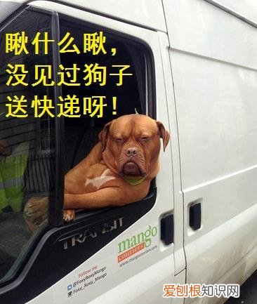 狗狗都会什么技能，厉害了，我的狗！没想到狗狗也会这么多“技能”