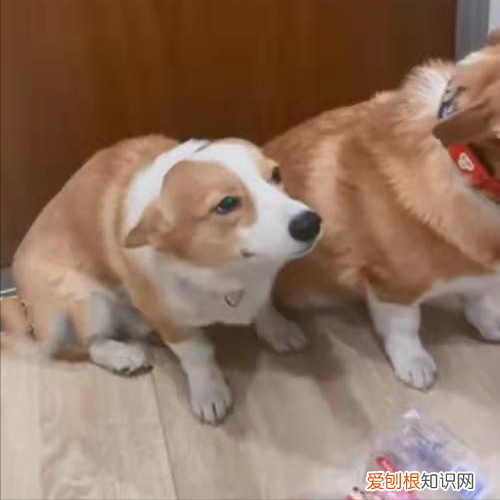 狗狗都会什么技能，厉害了，我的狗！没想到狗狗也会这么多“技能”