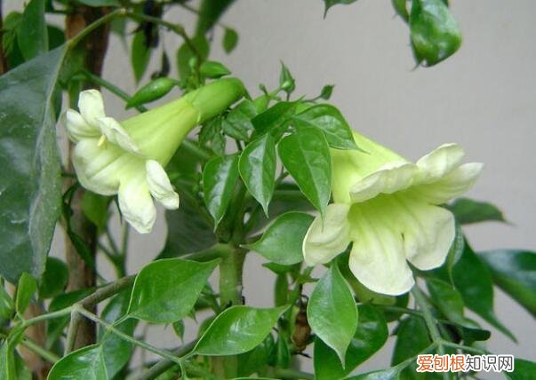 如何使幸福树叶片油绿，养幸福树，做好这“5点”，不掉一片叶，绿油油能开花