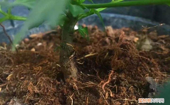 盆栽幸福树能长多大，幸福树盆栽，养护注意“4点”，新芽多，特别茂盛，还能养开花