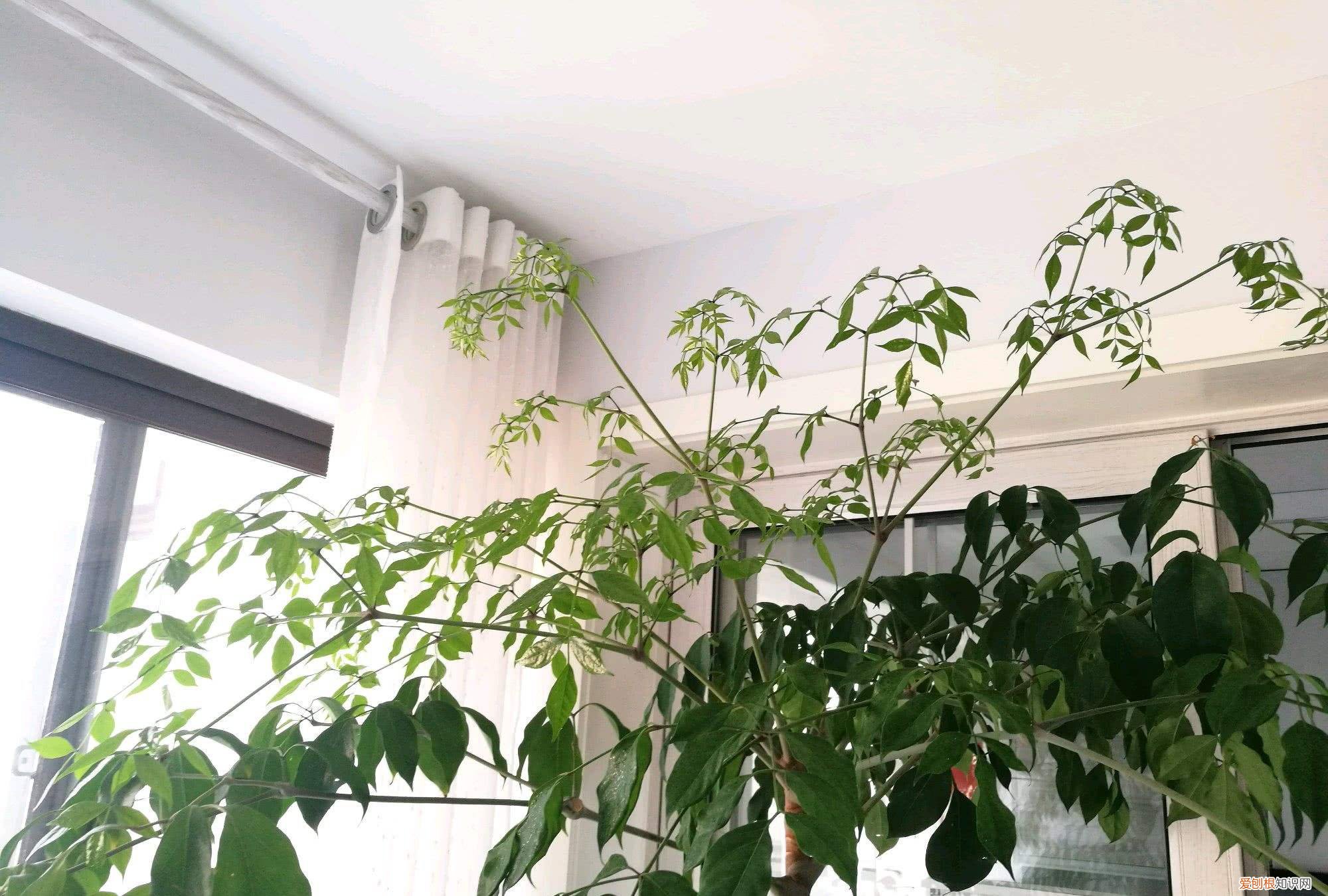 盆栽幸福树能长多大，幸福树盆栽，养护注意“4点”，新芽多，特别茂盛，还能养开花
