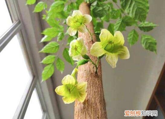 盆栽幸福树能长多大，幸福树盆栽，养护注意“4点”，新芽多，特别茂盛，还能养开花